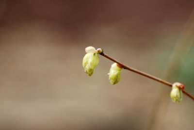 Corylopsis pauciflora - lískovníček chudokvětý - puen květ